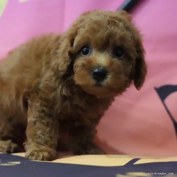 Y.T 様のお迎えした子犬