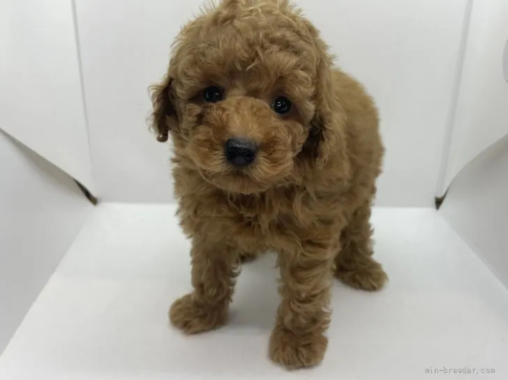 ショウ 様のお迎えした子犬