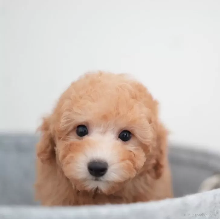 ライチ 様のお迎えした子犬