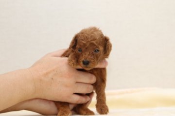 トイプードル(タイニー)【愛知県・男の子・2020年8月2日・レッド】の写真「イケメン男の子😊」