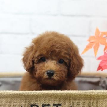 トイプードル(タイニー)【愛知県・男の子・2022年7月17日・レッド】の写真「ビックリするぐらい可愛い🌟最終価格です」