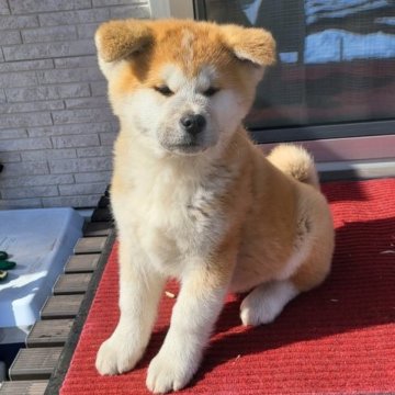 秋田犬【長野県・男の子・2022年11月23日・赤】の写真「父は本部展1席、母も支部展1席受賞している良血統。」