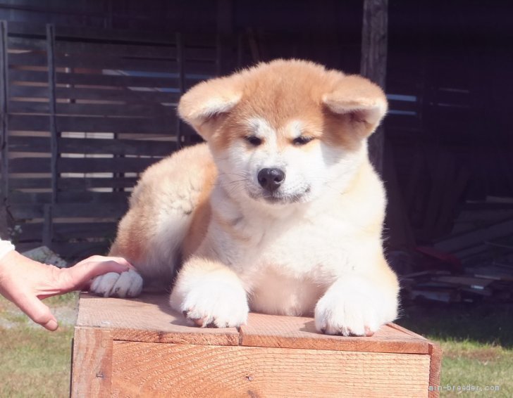 秋田犬 秋田県 女の子 年7月日 赤毛 良化してきました 眼の下に入るうす紅色 みんなのブリーダー 子犬id 10 002