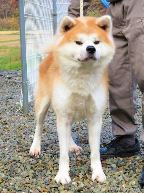 秋田犬【・男の子・2019年4月28日・力強い赤毛🍁】「秋田犬保存会・全国（本部）展４席🌹　娘が日本一🏳‍🌈🌻」