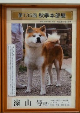 みんなの犬図鑑 中部 東海で評判の良い秋田犬のブリーダー紹介