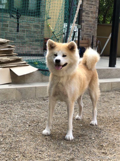 秋田犬 岐阜県 女の子 17年9月10日 赤 成犬メス秋田犬本部展成績上位入賞有ります みんなのブリーダー 子犬id 2107