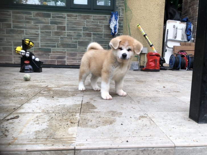 秋田犬 岐阜県 男の子 21年5月7日 赤雄 秋田犬保存会全国展覧会 父犬チャンピオン みんなのブリーダー 子犬id 2107