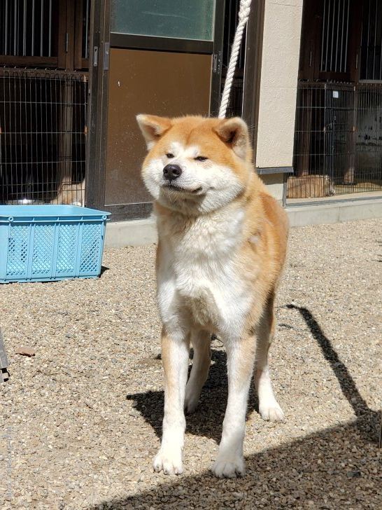 秋田犬 男の子 赤 19 02 18生まれ 岐阜県 子犬id 04 骨格構成のしっかりした 雄犬です みんなのブリーダー