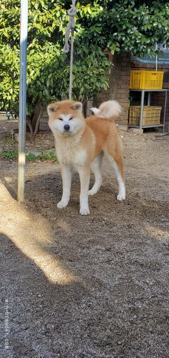 秋田犬 岐阜県 男の子 年7月10日 赤 展覧会用の秋田犬 みんなのブリーダー 子犬id 2101