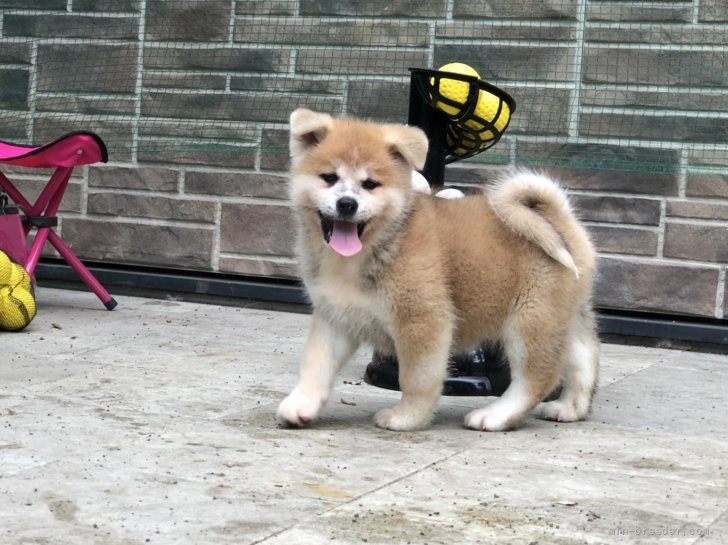 秋田犬 岐阜県 女の子 21年5月7日 赤 秋田犬保存会全国展覧会 父犬チャンピオン みんなのブリーダー 子犬id 2107