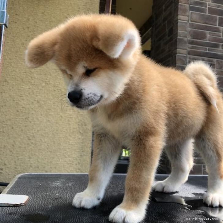 秋田犬 岐阜県 男の子 22年7月25日 赤 母犬秋田犬全国展一席 優勝犬 父犬秋田犬全国展三席 みんなのブリーダー 子犬 Id 29