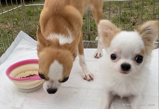 徳川美由紀ブリーダーのブログ：ほのちゃん go to the 九州 international dog show