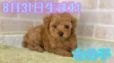 みんなの犬図鑑 熊本県で評判の良いトイプードルのブリーダー紹介