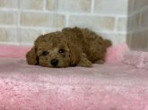 みんなの犬図鑑 熊本県で評判の良いトイプードルのブリーダー紹介