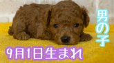 みんなの犬図鑑 熊本県で評判の良いトイプードルのブリーダー紹介