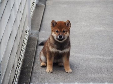 四国の四国犬のブリーダーのブログ特集 2ページ目 みんなのペットライフ