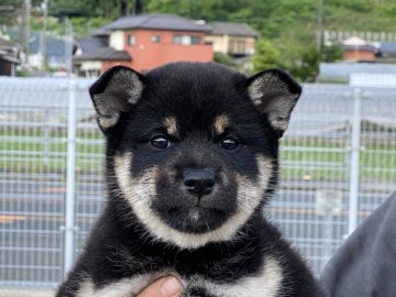 全国の四国犬のブリーダーのブログ特集 3ページ目 みんなのペットライフ