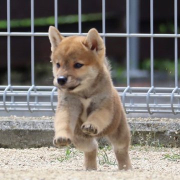 四国の四国犬のブリーダーのブログ特集 みんなのペットライフ