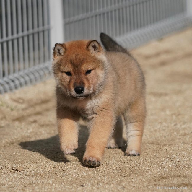 四国犬 愛媛県 男の子 21年11月11日 胡麻 希少な四国犬の男の子 ご案内です みんなのブリーダー 子犬id 2112