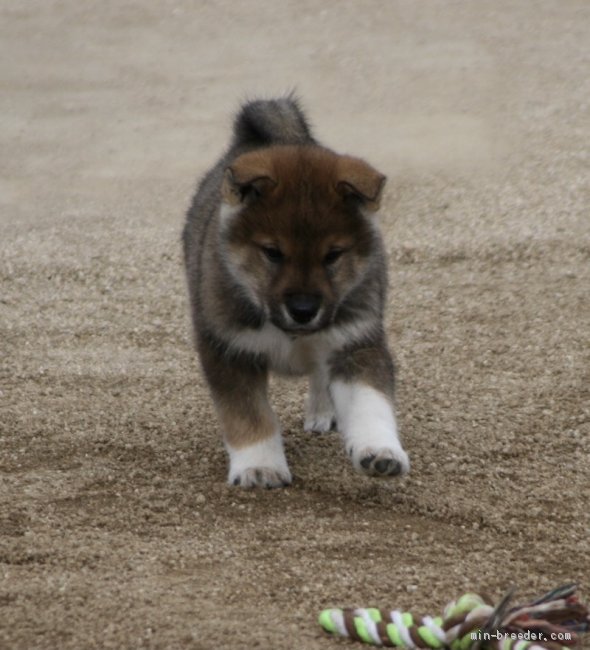 四国犬 愛媛県 男の子 年11月26日 胡麻 元気いっぱい フレンドリー みんなのブリーダー 子犬id 2101