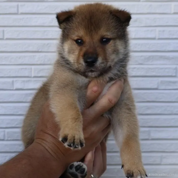 かりん 様のお迎えした子犬