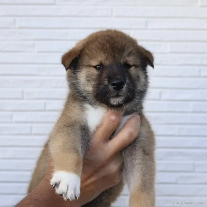 M.O 様のお迎えした子犬