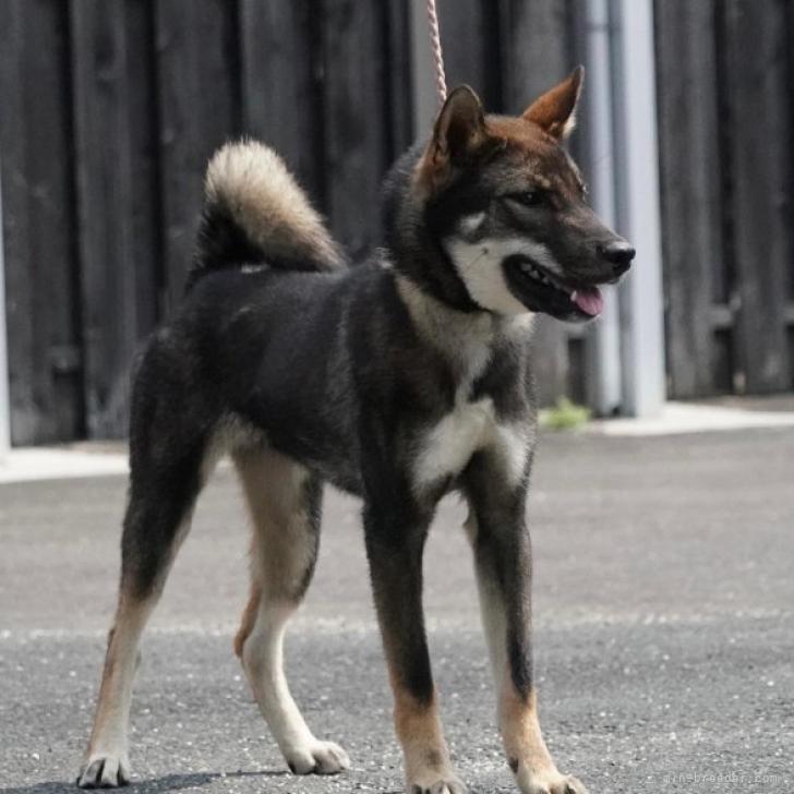 四国犬 愛媛県 女の子 22年2月5日 黒胡麻 希少 四国犬 黒胡麻 性格温厚 みんなのブリーダー 子犬id 27