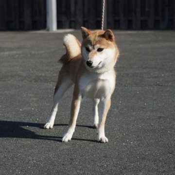 柴犬(標準サイズ)【愛媛県・女の子・2022年8月26日・赤】の写真「★両親共賞歴多数有り★優良血統★」