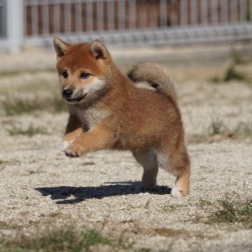 柴犬(標準サイズ)【愛媛県・男の子・2024年8月8日・赤】の写真「優良血統❣️お求め安い価格にて😃日本犬専門犬舎」