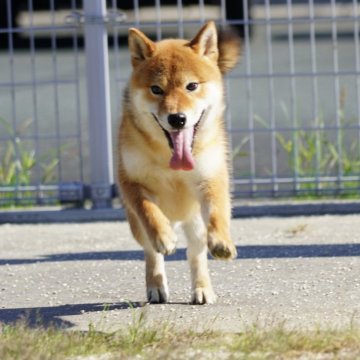 柴犬(標準サイズ)【愛媛県・男の子・2023年5月17日・赤】の写真「★日本犬作出犬舎★ワクチン接種済み★」