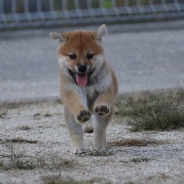 柴犬(標準サイズ)【愛媛県・男の子・2024年7月16日・赤】の写真「優良血統❣️日本犬専門犬舎」