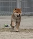 柴犬(標準サイズ)【愛媛県・男の子・2024年2月16日・赤】の写真3