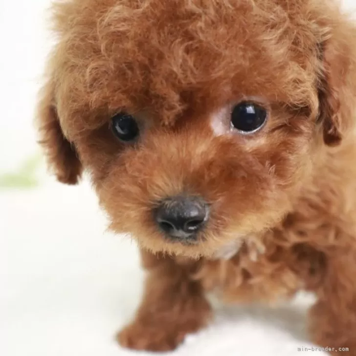 オミ 様のお迎えした子犬