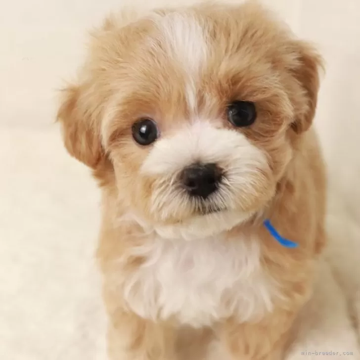 鈴ちゃん 様のお迎えした子犬