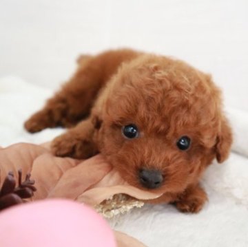 トイプードル(タイニー)【栃木県・男の子・2023年8月27日・レッド】の写真「小さめのタイニーサイズの男の子」