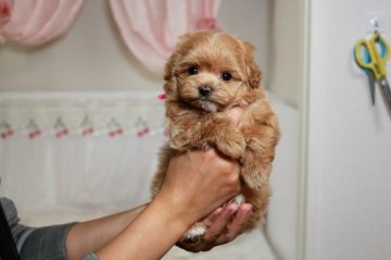 マルプー(プードル×マルチーズ)【栃木県・女の子・2021年12月17日・アプリコット】の写真「お目目がクリクリした元気な女の子です！！」