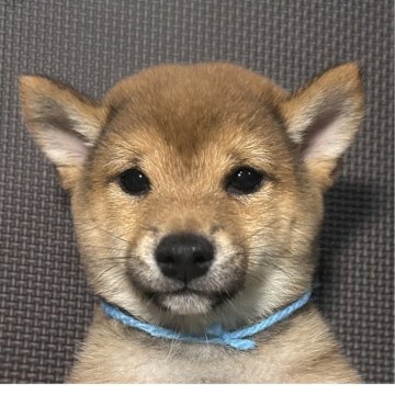 柴犬(豆柴)【福岡県・男の子・2025年1月11日・赤】の写真「可愛いお顔の赤毛の男の子」