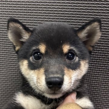 柴犬(豆柴)【福岡県・女の子・2024年8月16日・黒】の写真「小柄で可愛い黒毛の女の子」