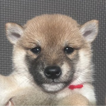 柴犬(豆柴)【福岡県・女の子・2025年3月9日・赤】の写真「可愛いお顔の赤毛の女の子」