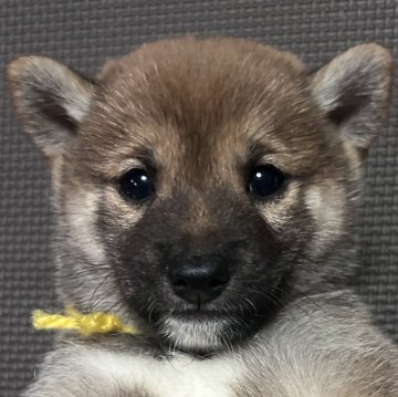 柴犬(豆柴)【福岡県・男の子・2024年10月6日・赤】の写真「可愛いお顔の赤毛の男の子」