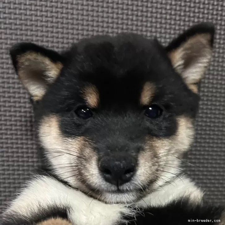 HAL 様のお迎えした子犬