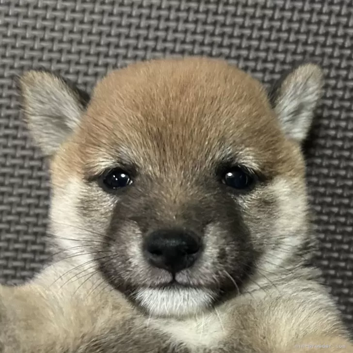 トモ 様のお迎えした子犬