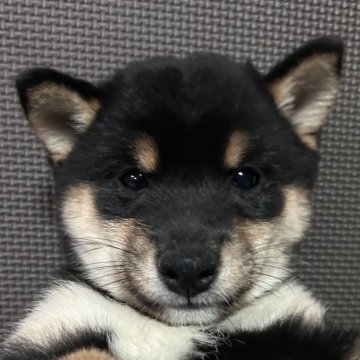 柴犬(豆柴)【福岡県・男の子・2024年4月21日・黒】の写真「コロッコロの元気な男の子」