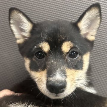 柴犬(豆柴)【福岡県・女の子・2024年7月20日・黒】の写真「クリクリお目目の可愛いお顔の女の子」