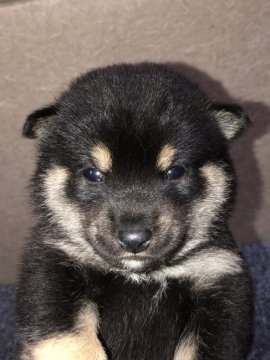 柴犬(豆柴)【福岡県・男の子・2020年3月31日・黒】の写真「元気な黒柴の男の子」