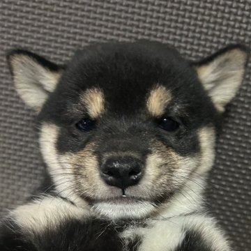 柴犬(豆柴)【福岡県・女の子・2024年7月12日・黒】の写真「可愛いお顔の黒毛の女の子」