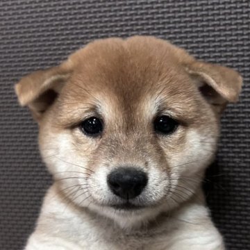 柴犬(豆柴)【福岡県・女の子・2022年12月18日・赤】の写真「可愛いお顔の綺麗な赤毛の女の子」