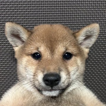 柴犬(豆柴)【福岡県・男の子・2023年1月16日・赤】の写真「元気な赤毛の男の子」