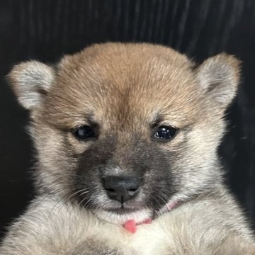 柴犬(豆柴)【福岡県・女の子・2022年12月5日・赤】の写真「小柄で可愛いお顔の赤毛の女の子」