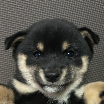 柴犬(豆柴)【福岡県・男の子・2024年7月14日・黒】の写真「小柄で元気な黒毛の男の子」